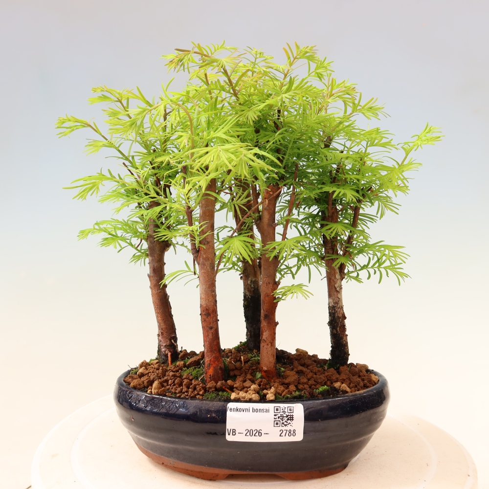 Bonsai für den Außenbereich – Metasequoia glyptostroboides – Chinesische Metasequoia – Wäldchen