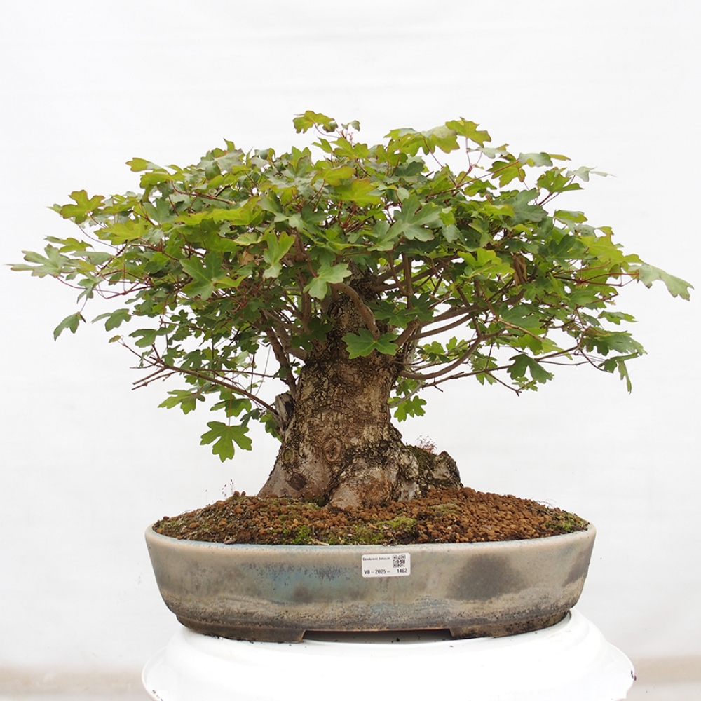 Bonsai im Freien - Baby-Ahorn - Acer campestre