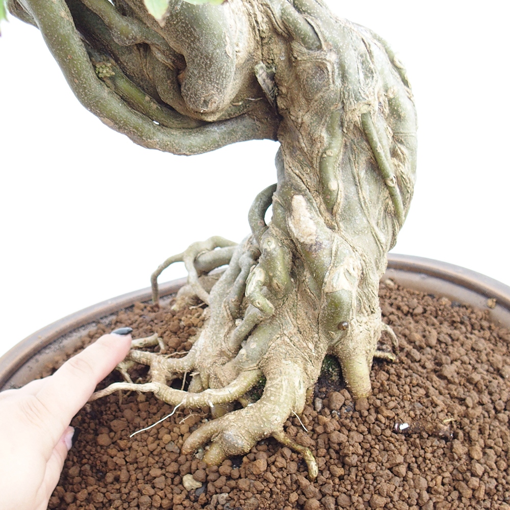 Bonsai im Freien - Ahorn Buergerianum - Burger Maple