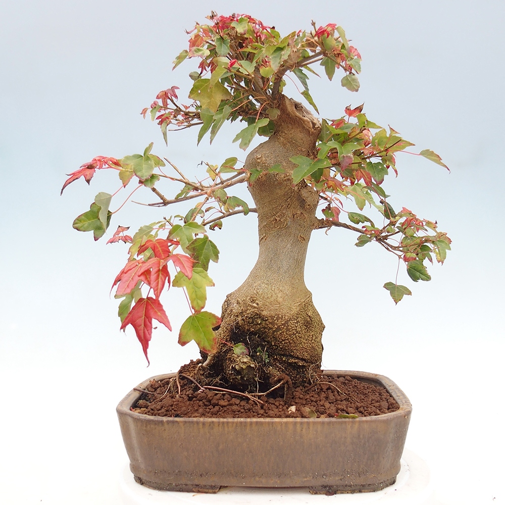Bonsai im Freien - Ahorn Buergerianum - Burger Maple