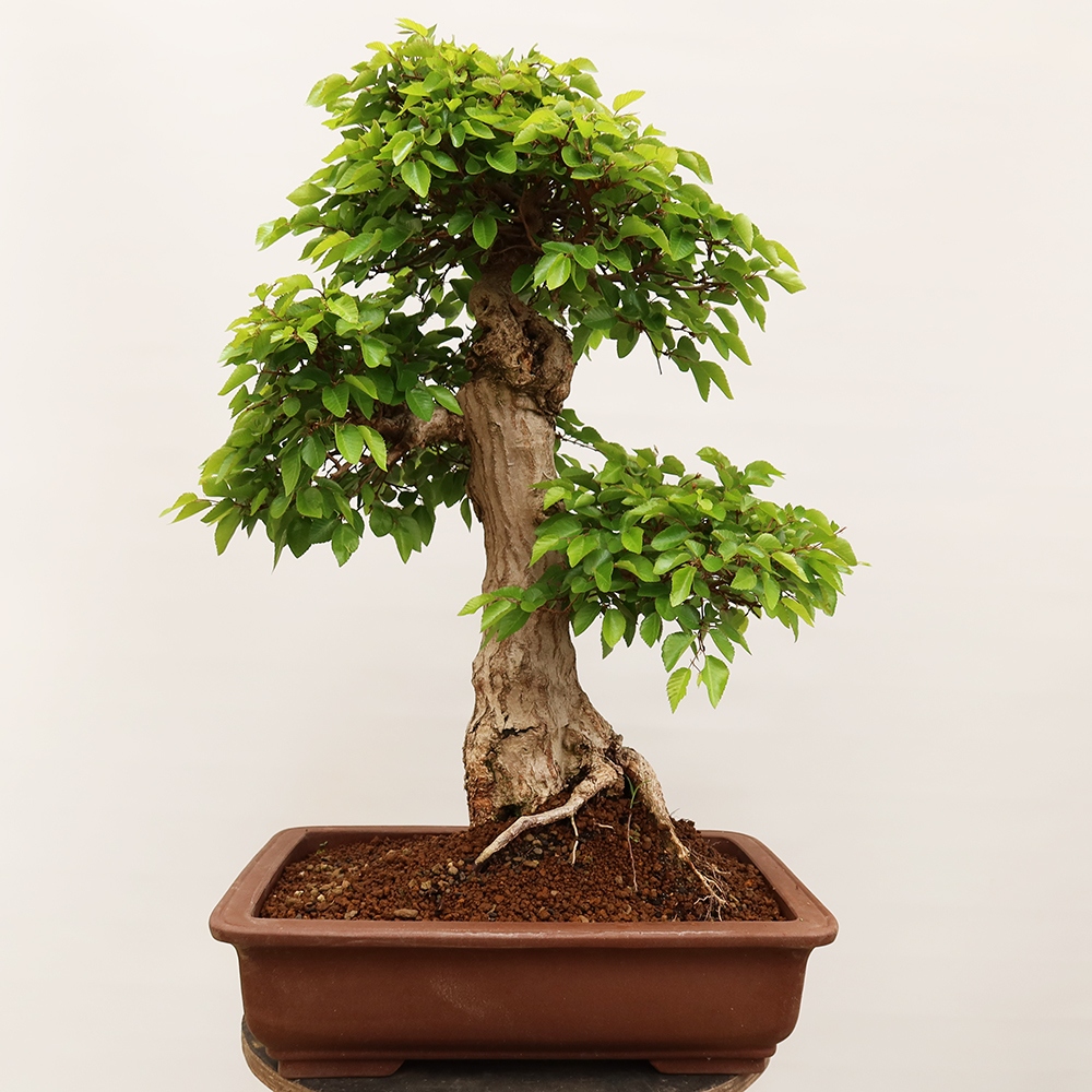 Bonsai im Freien - Carpinus Coreana - Koreanische Hainbuche