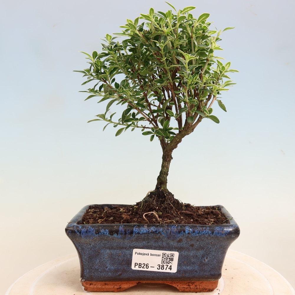 Zimmerbonsai - Serissa foetida Variegata - Baum der Tausend Sterne