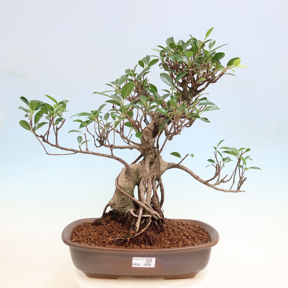 Zimmerbonsai - Ficus kimmen - Kleinblättriger Ficus