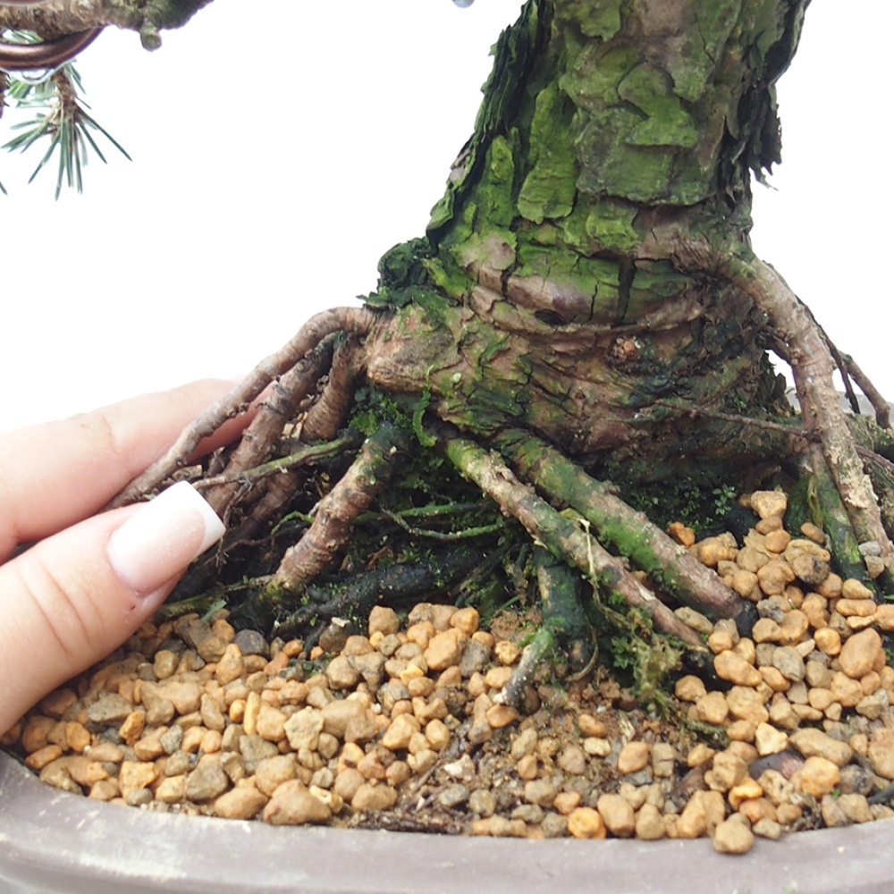 Bonsai für draußen - Pinus thunbergii Kotobuki - Thunberg-Kiefer