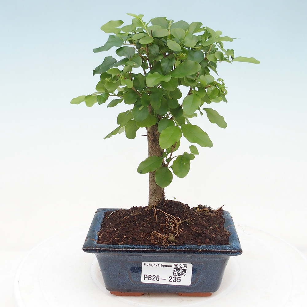 Zimmer Bonsai -Ligustrum chinensis - Vogelschnabel
