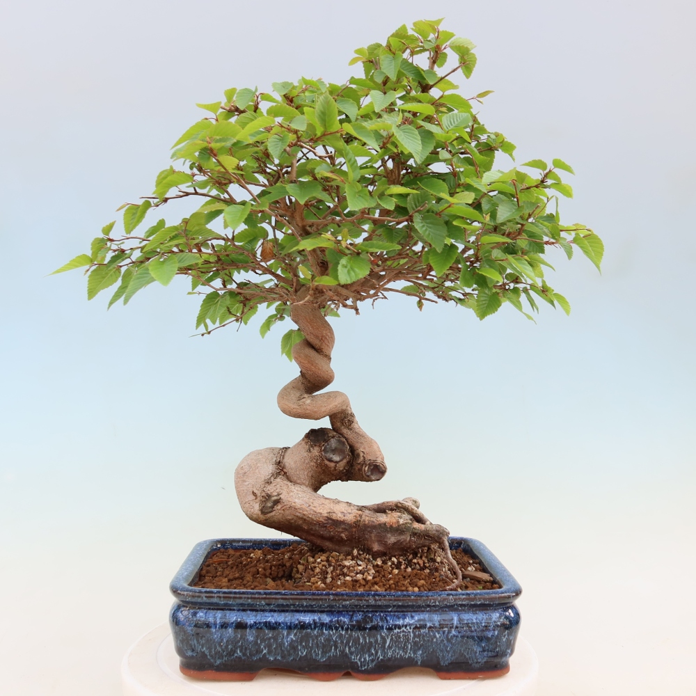 Bonsai für draußen - Karpinus Coreana - Koreanische Hainbuche