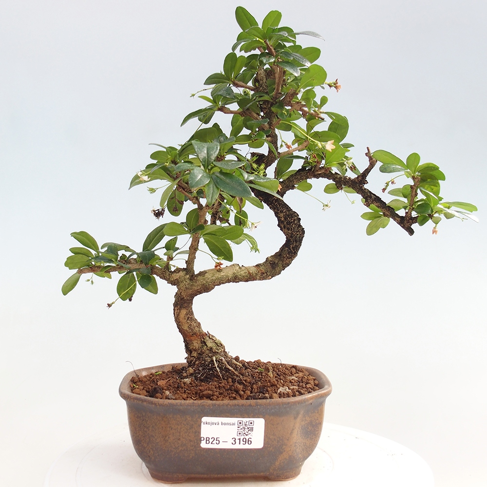 Zimmerbonsai - Carmona Macrophylla - Fuki-Tee