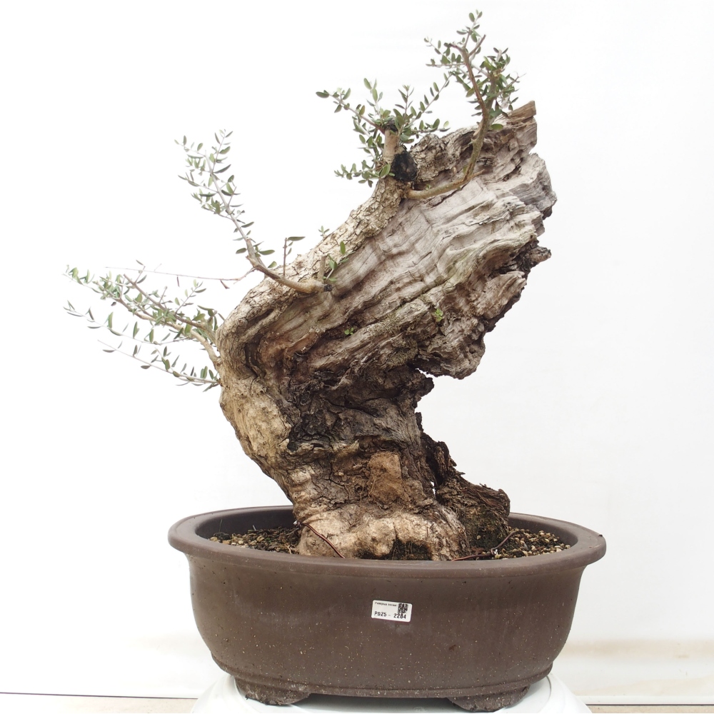 Indoor-Bonsai - Olea europaea sylvestris - Europäisches kleinblättriges Olivenöl