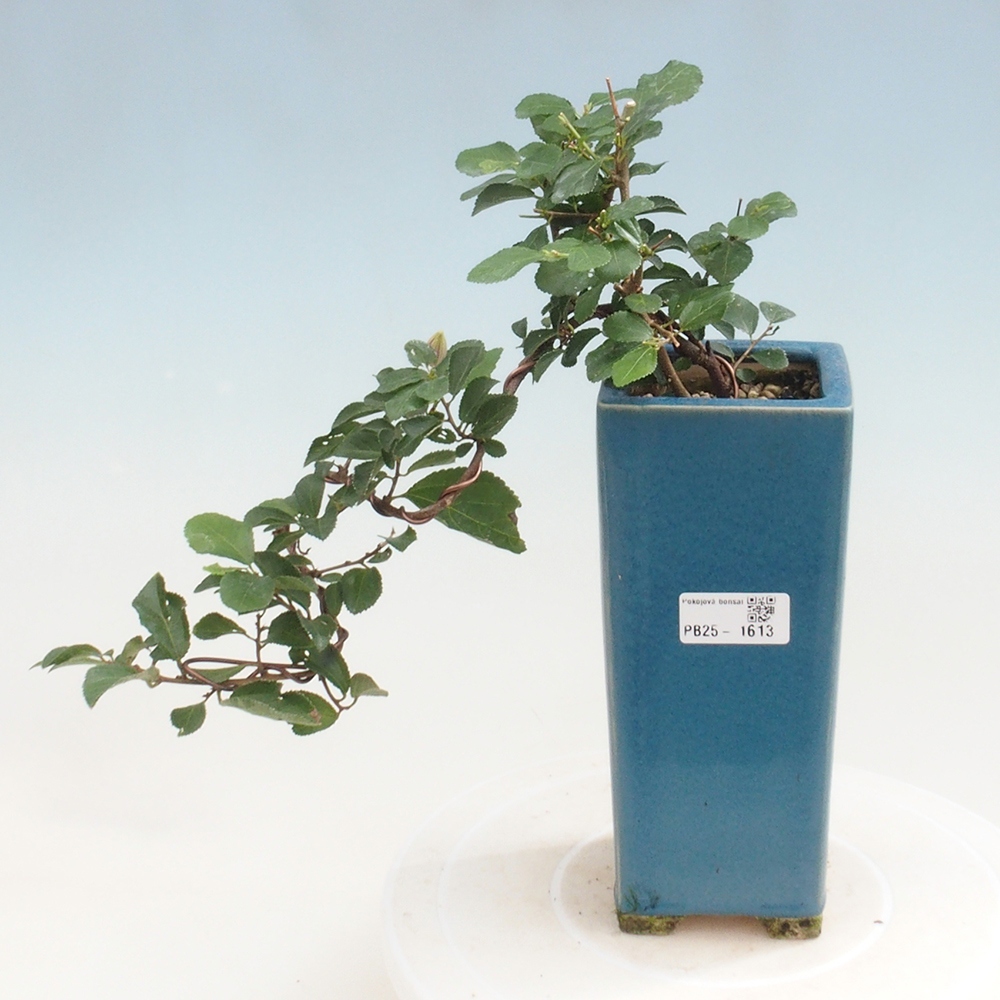 Zimmerbonsai - Grewia occidentalis - Lavendelstern