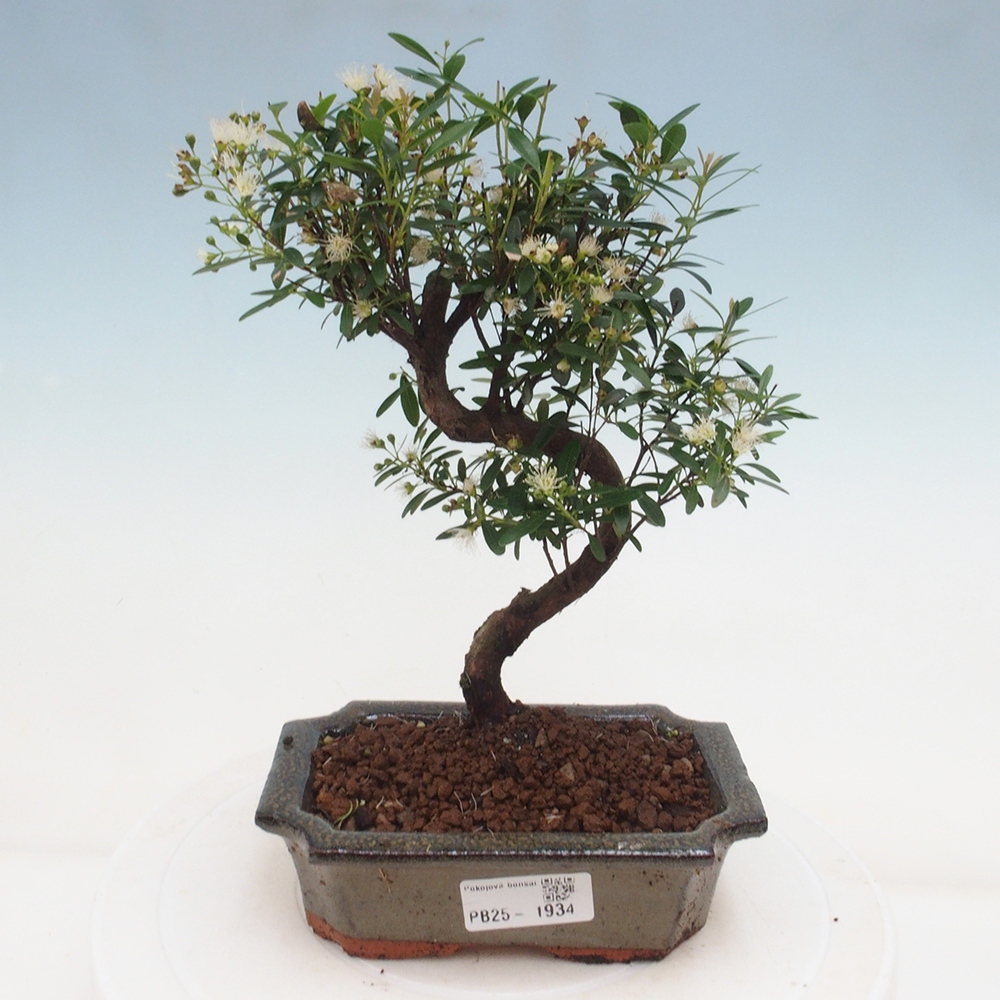 Zimmer Bonsai - Syzygium - Pimentovník
