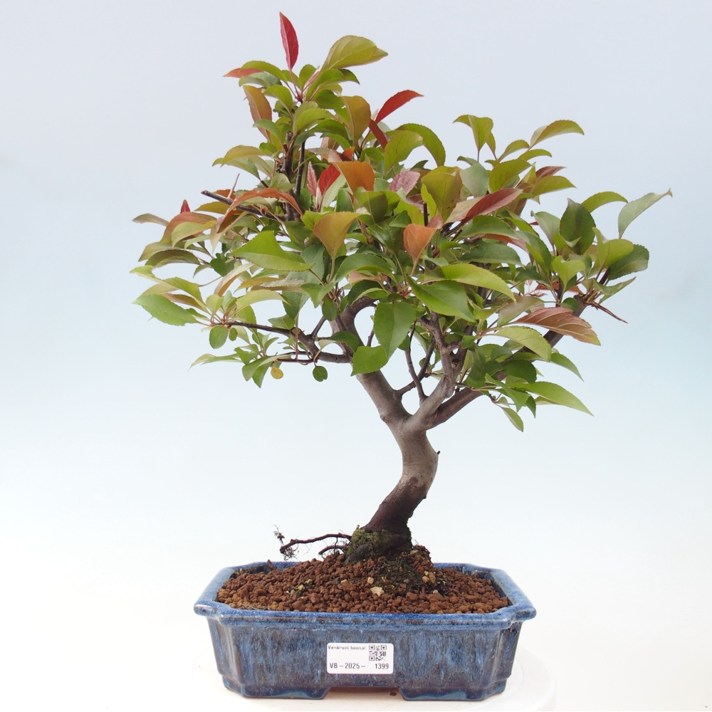 Freilandbonsai - Malus Domestica - Kleinfruchtiger rotblättriger Apfelbaum