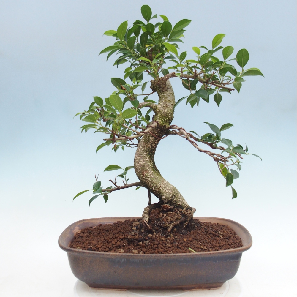 Zimmerbonsai - Ficus retusa - Kleinblättriger Ficus