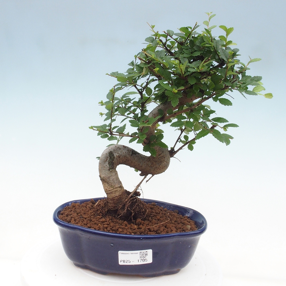 Zimmer Malolistý Ulme Bonsai