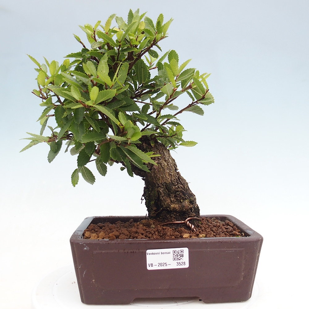 Bonsai im Freien - Zelkova - Zelkova serrata