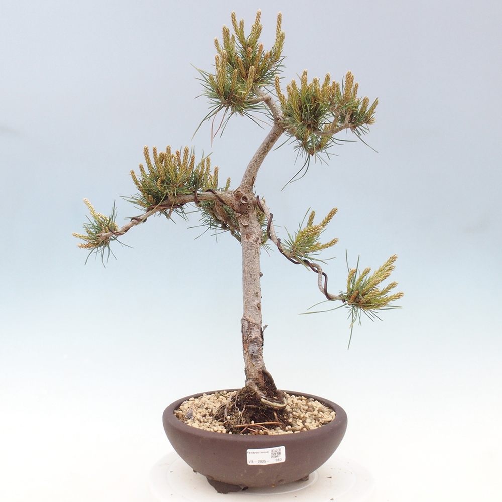 Bonsai im Freien - Pinus Sylvestris - Waldkiefer