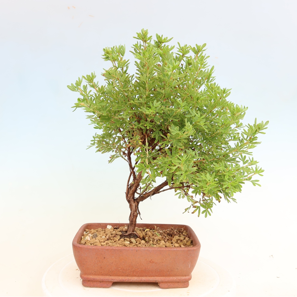 Bonsai für den Außenbereich – Strauch-Fingerkraut – Potentilla fruticosa Bellissima