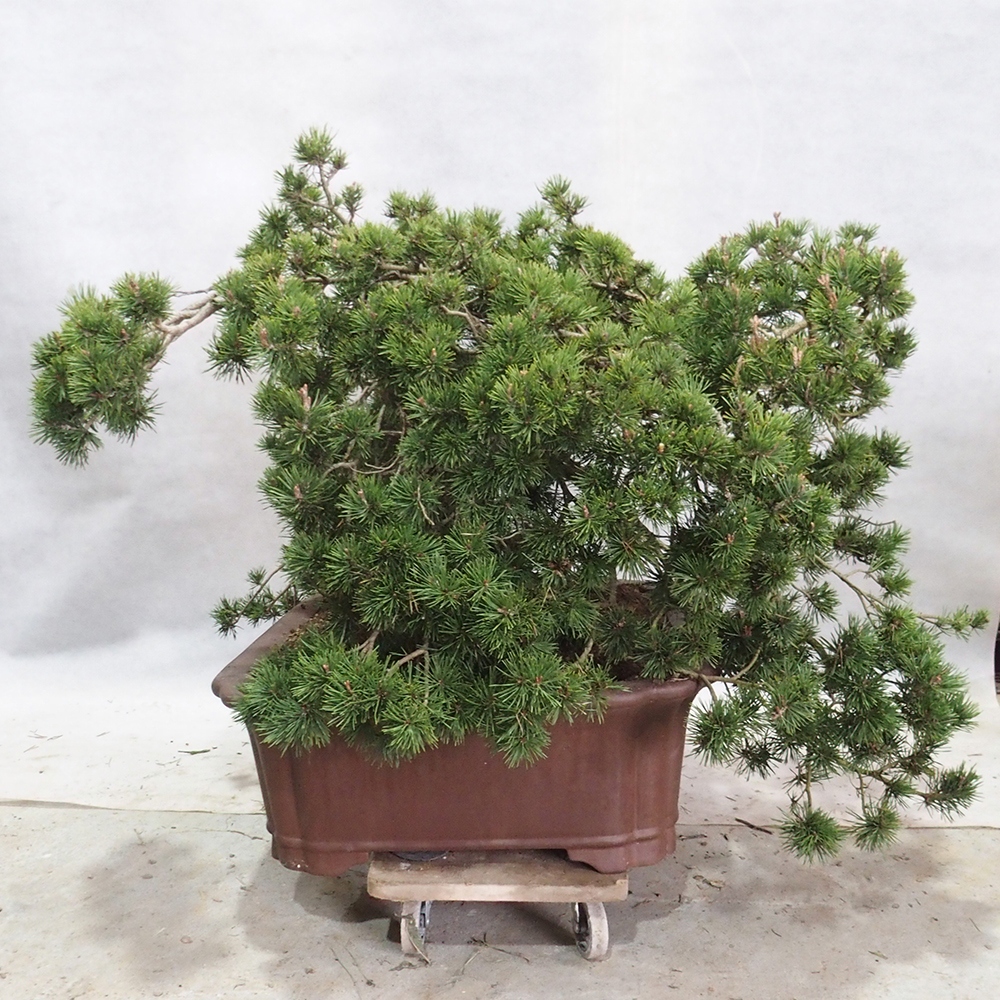 Yamadori - Pinus sylvestris 