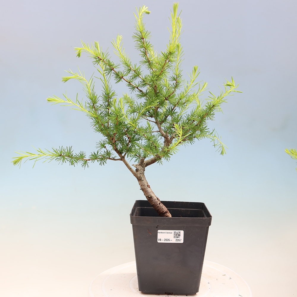 Bonsai für draußen -Larix decidua - Lärche