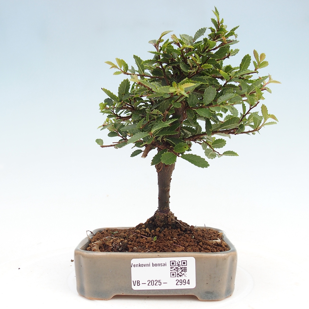Bonsai im Freien - Ulmus parvifolia Sagei - Kleinblättrige Ulme