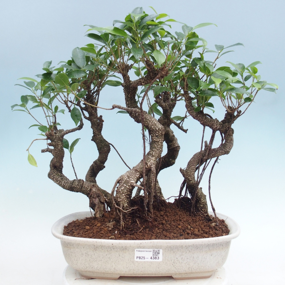 Zimmerbonsai - Ficus kimmen - Kleinblättriger Ficus
