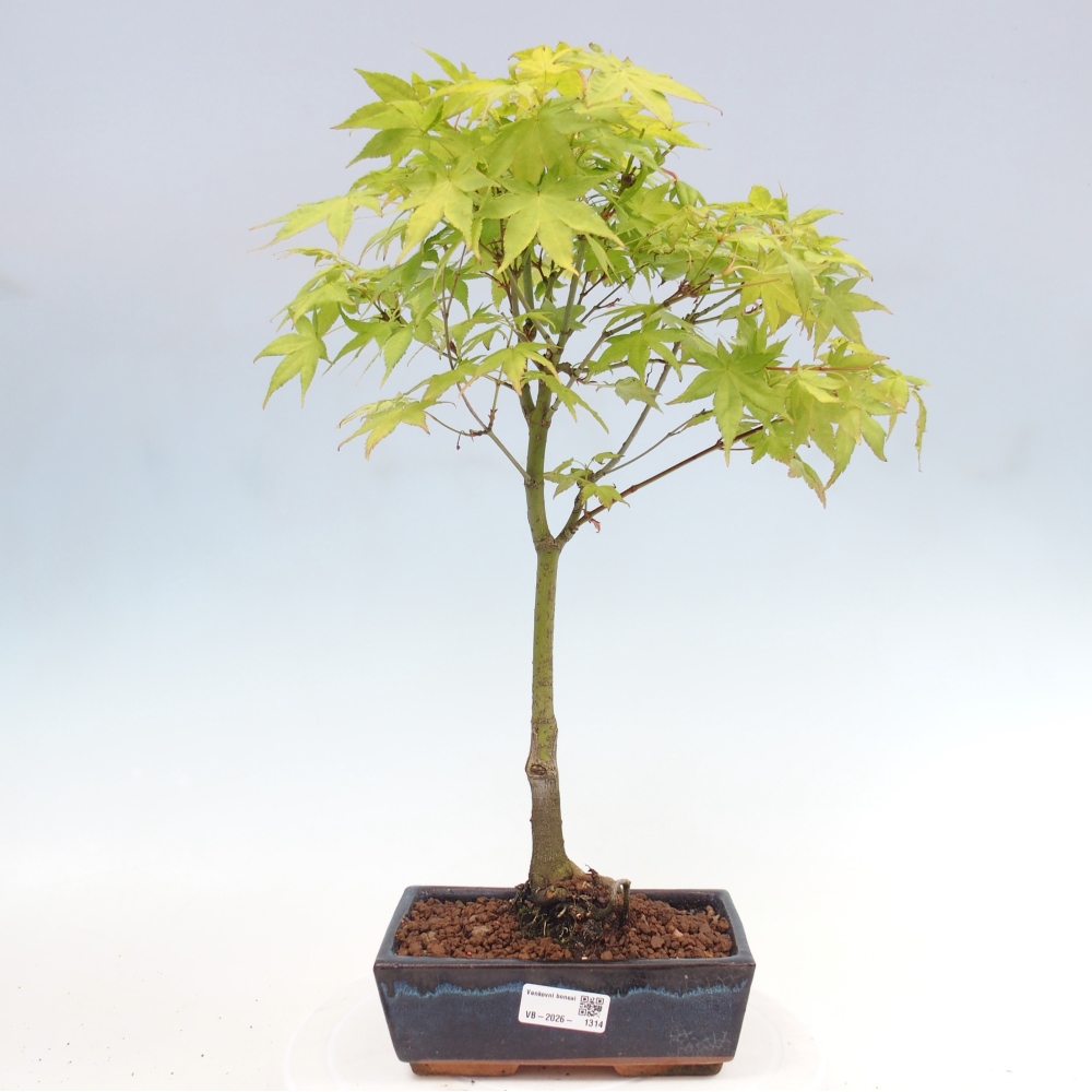 Acer palmatum Aureum - Goldahorn
