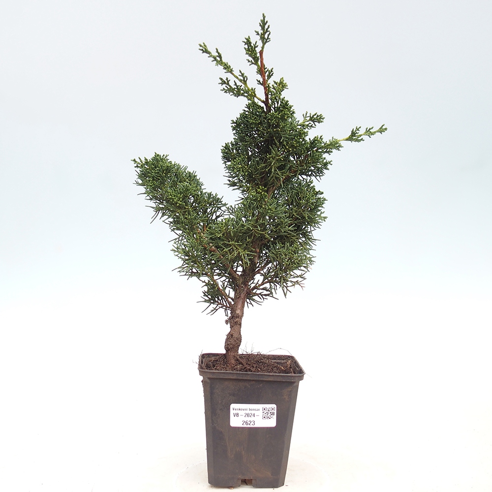 Outdoor-Bonsai - Juniperus chinensis Kishu - Chinesischer Wacholder