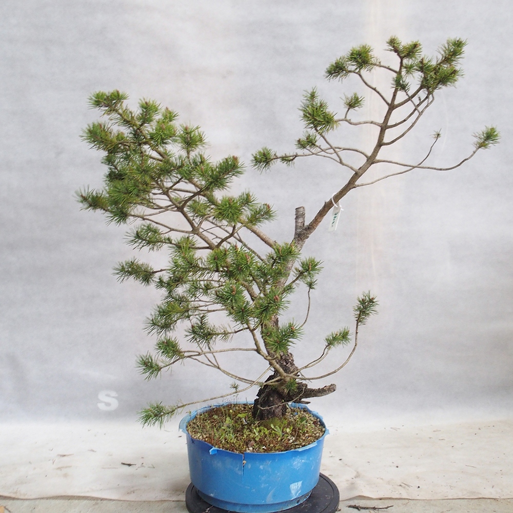 Yamadori - Pinus sylvestris 