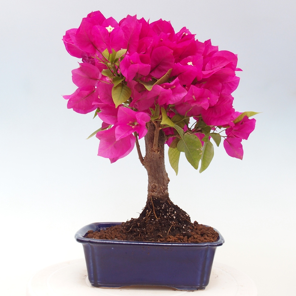 Indoor Bonsai - Bouganwilea