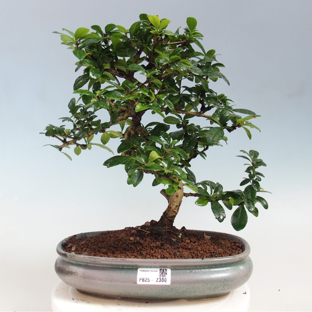 Zimmer Bonsai - Carmona macrophylla - Tea Fuki