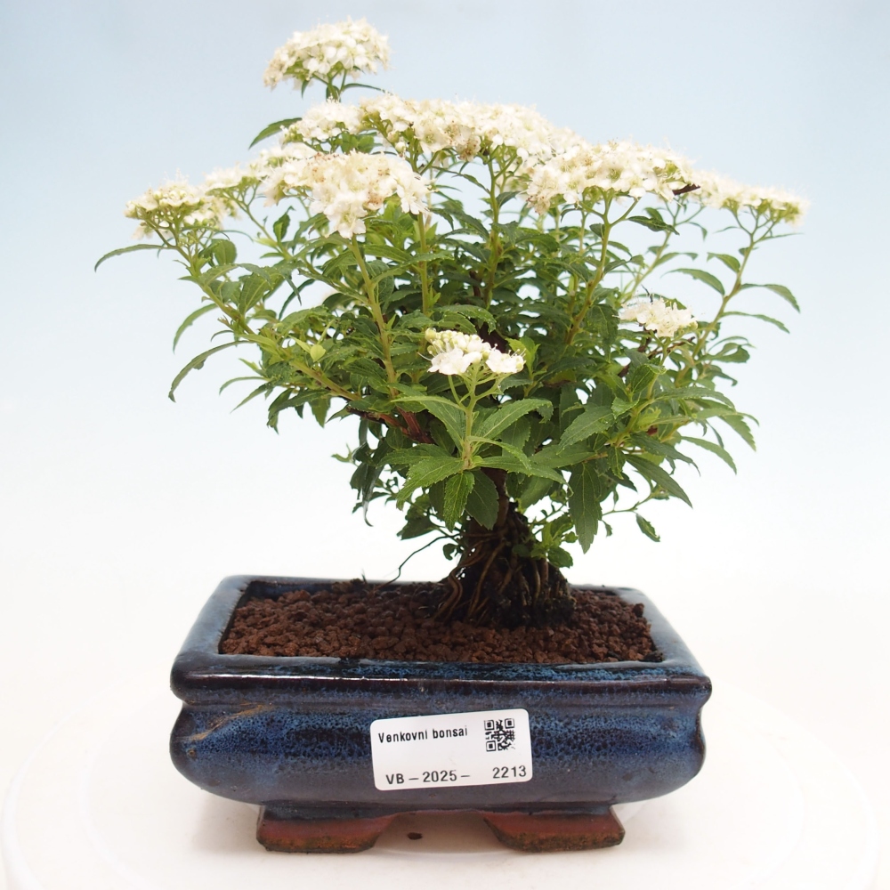 Bonsai im Freien - Spirea japonica GENPSI