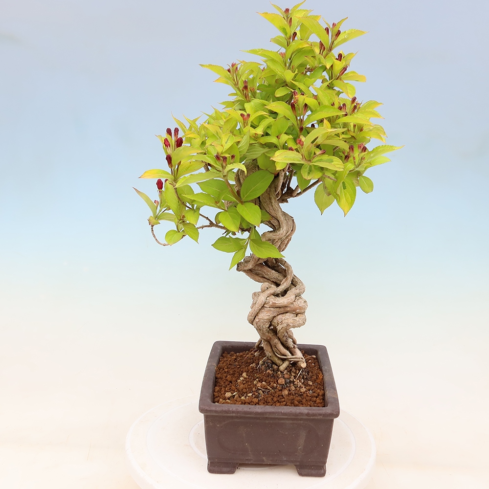 Freiland-Bonsai – Weigela subsessilis – Koreanische Weigela