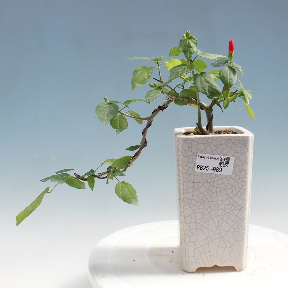 Zimmerbonsai - Malvaviscus arboreus - holziger Hibiskus