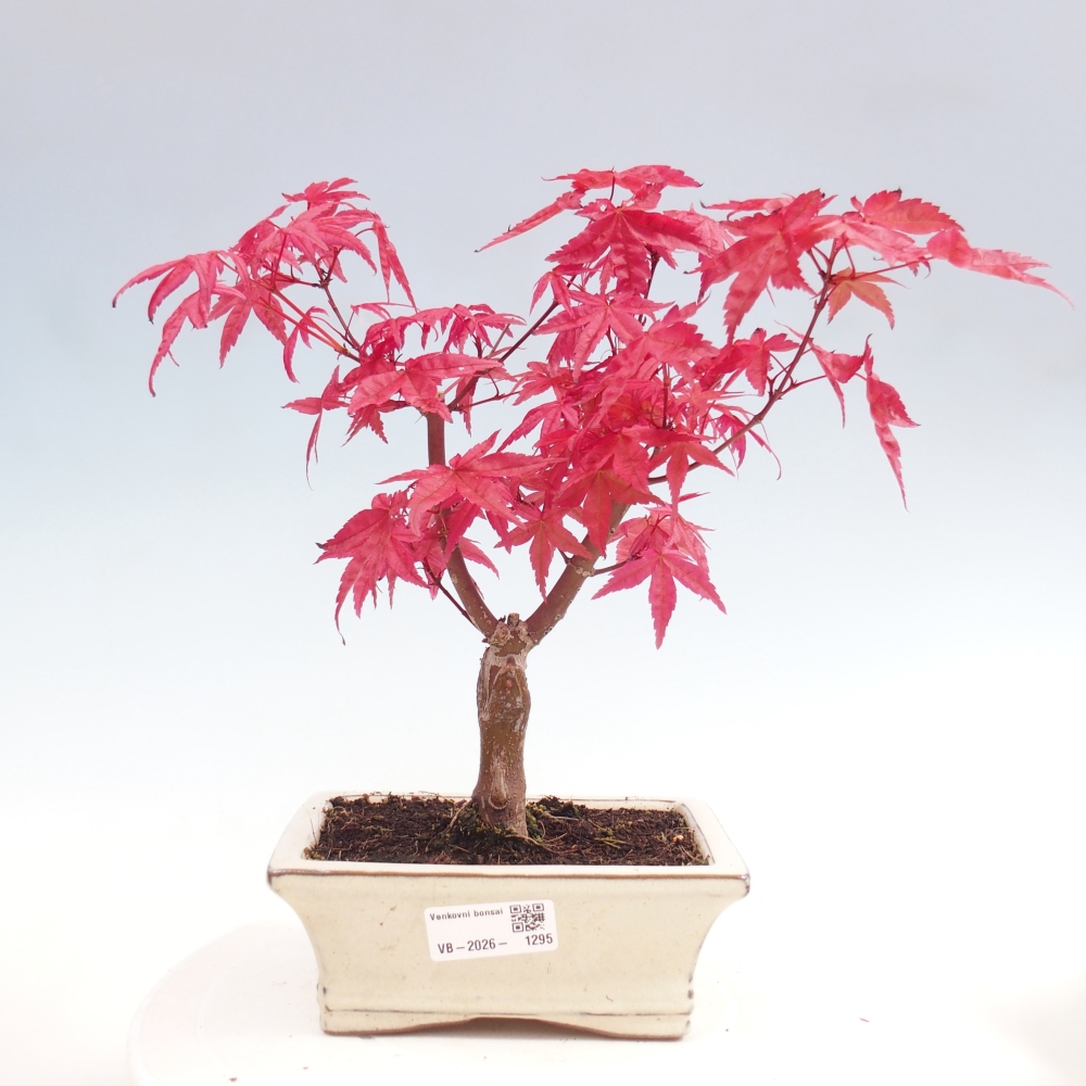 Bonsai für draußen - Acer palmatum DESHOJO