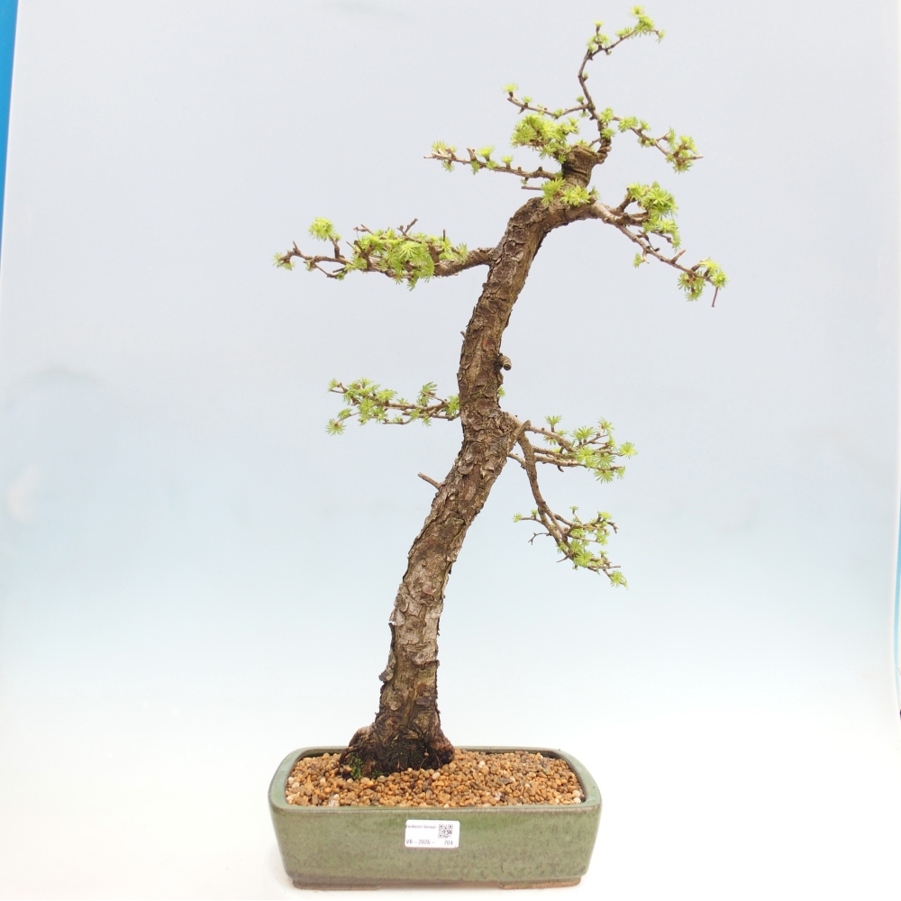 Outdoor-Bonsai -Larix decidua - Lärche - nur Palettentransport