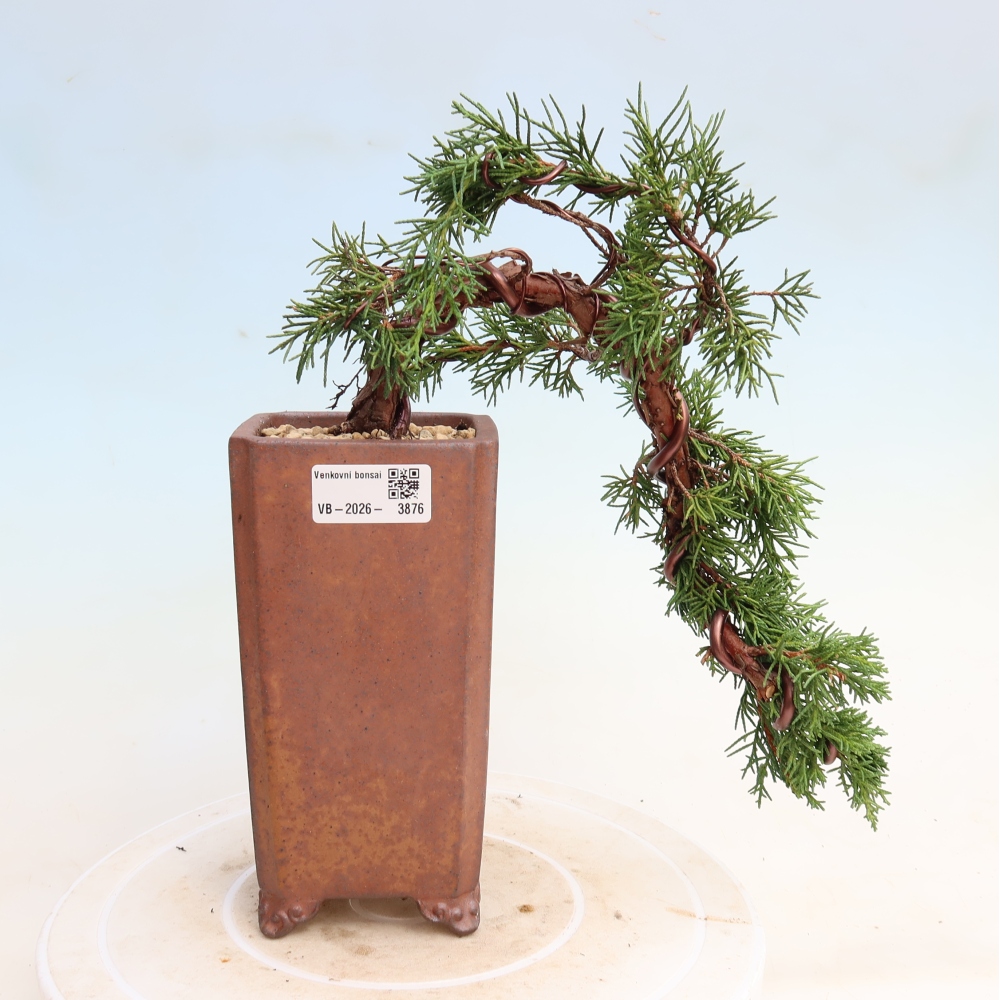 Bonsai für draußen - Juniperus chinensis Kishu