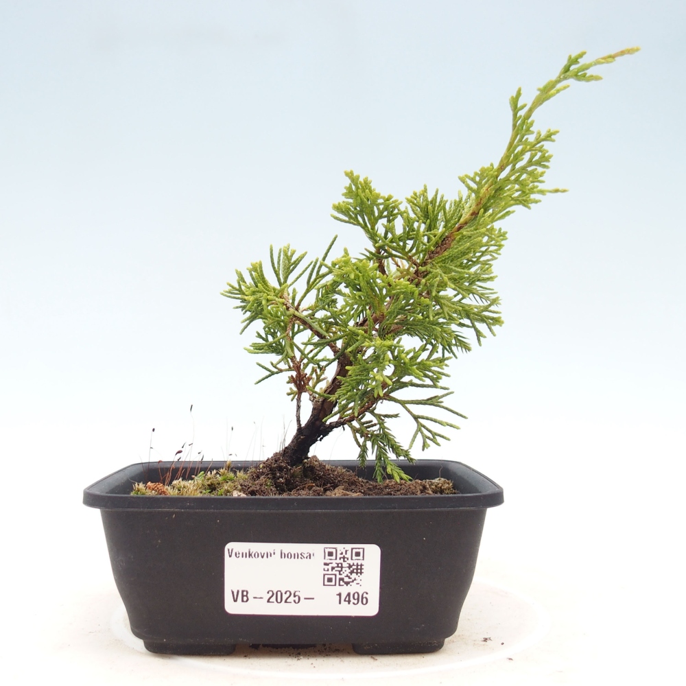 Outdoor bonsai - Juniperus chinensis Itoigawa - Chinese juniper