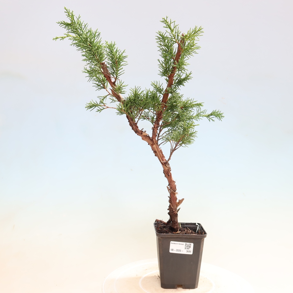 Bonsai für draußen - Juniperus chinensis Kishu