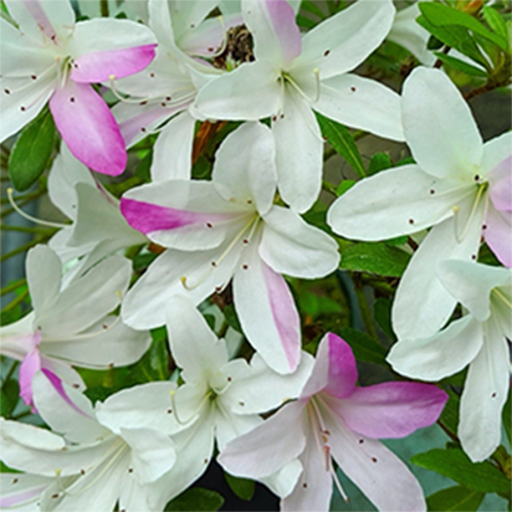 Bonsai im Freien - Japanische Azalee - Azalea Yukigesho