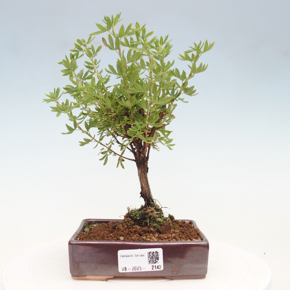 Outdoor-Bonsai-Fingerkraut - Potentila fruticosa gelber Vogel