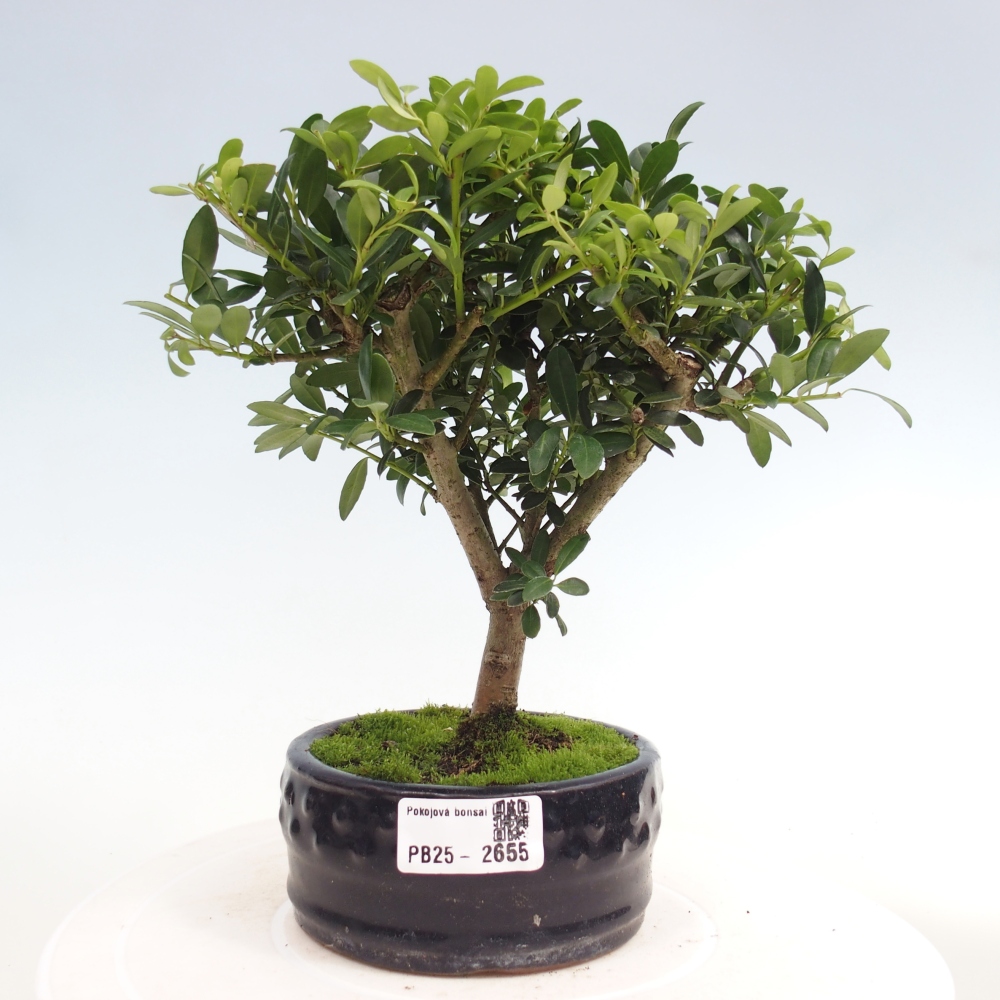 Zimmerbonsai - Ilex crenata - Holly
