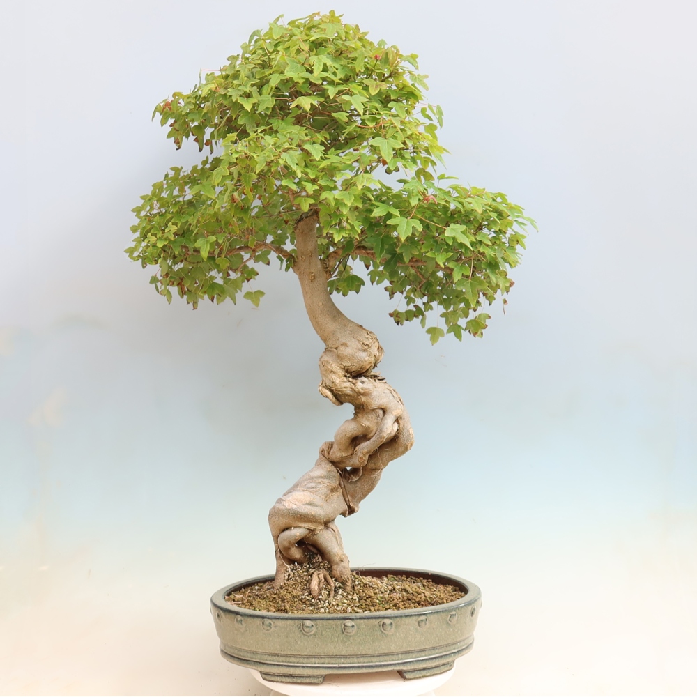 Bonsai für draußen - Acer Buergerianum - Bergahorn