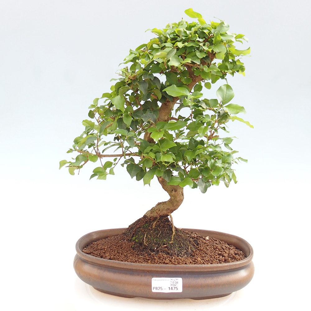 Zimmerbonsai -Ligustrum chinensis - Liguster