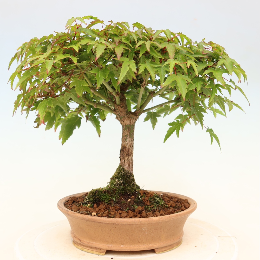 Acer palmatum KIOHIME - Palmetto-Ahorn
