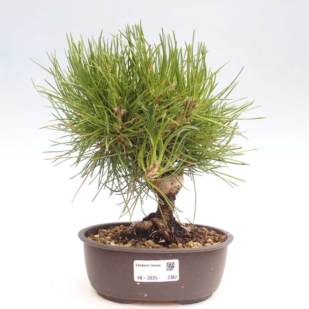 Bonsai im Freien - Pinus thunbergii - Thunbergia-Kiefer