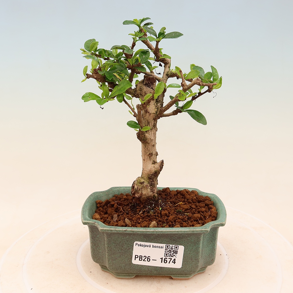 Zimmer-Bonsai - Carmona macrophylla - Tee-Fuki