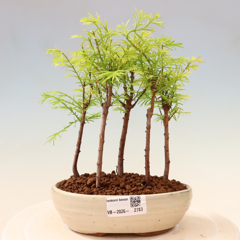Bonsai für den Außenbereich – Metasequoia glyptostroboides – Chinesische Metasequoia – Wäldchen