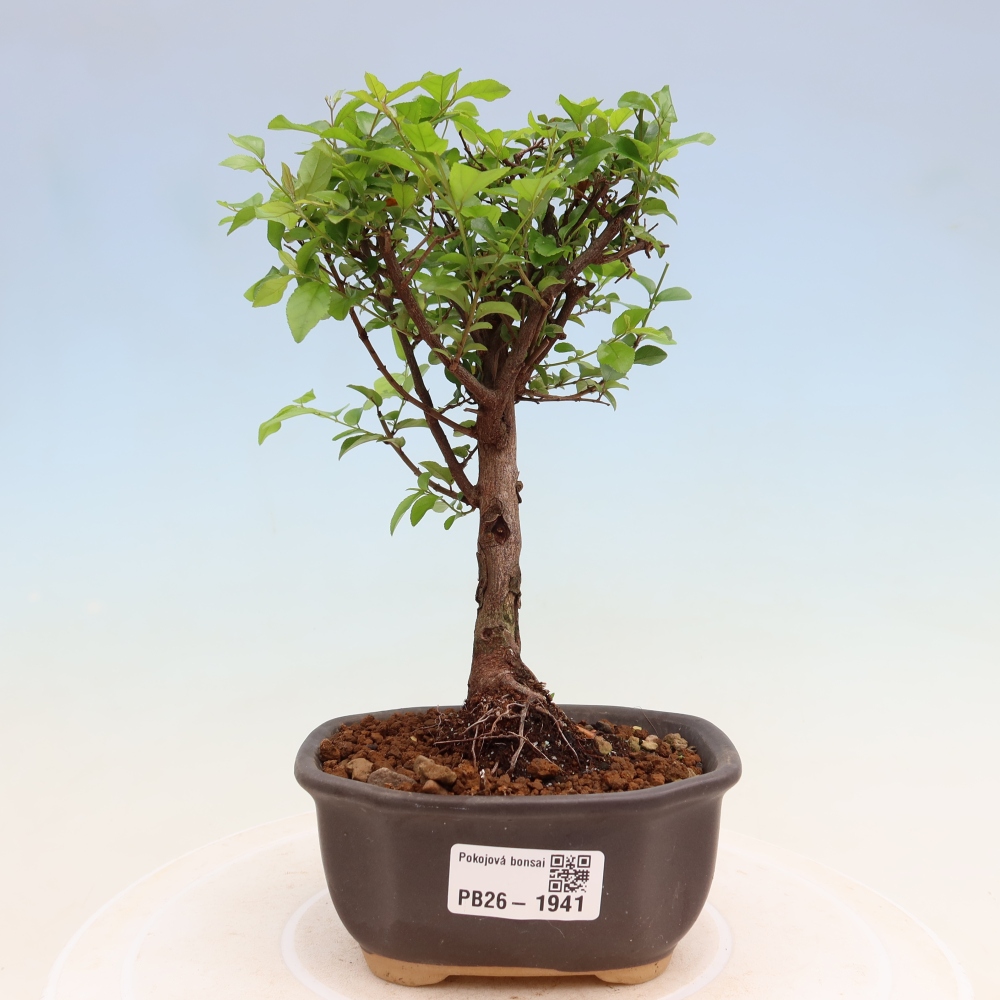 Zimmer Bonsai - Sageretia thea - Sageretia thea