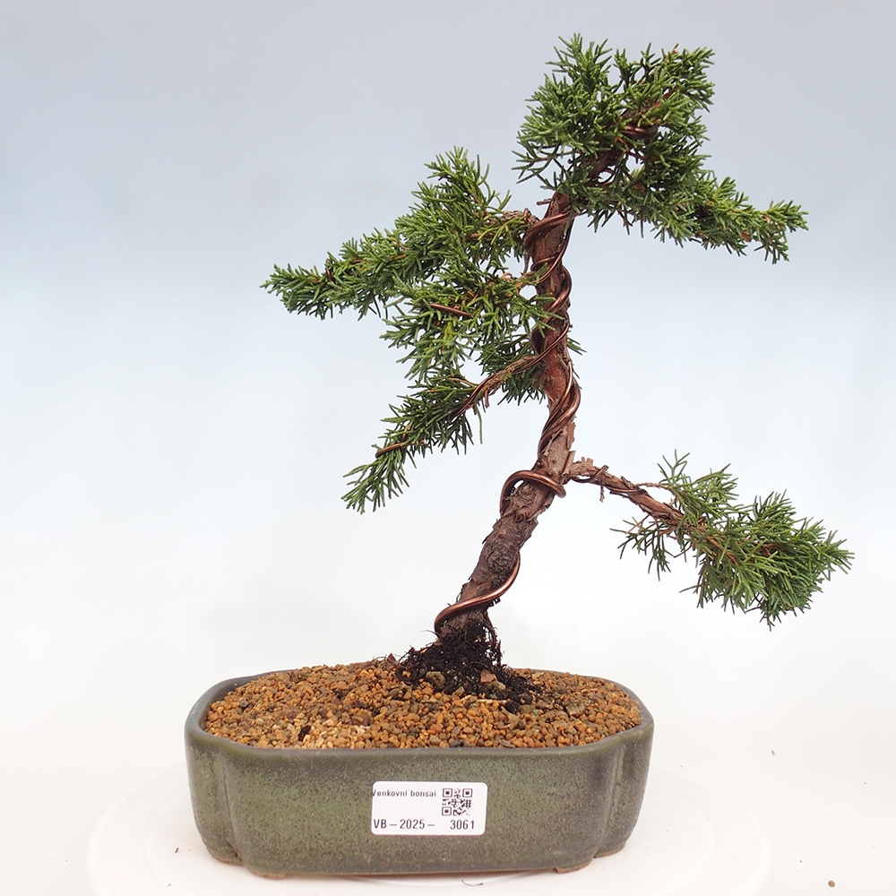 Bonsai im Freien - Juniperus chinensis Kishu - Chinesischer Wacholder
