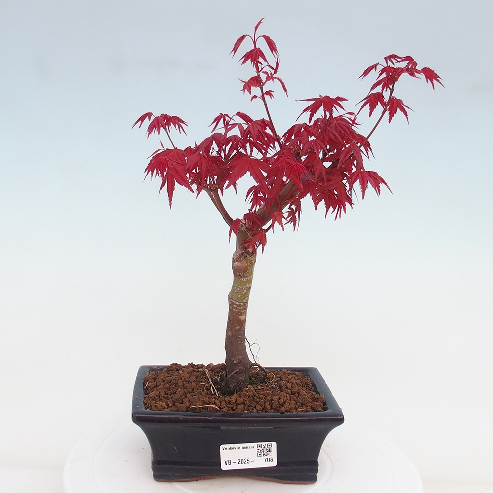 Outdoor bonsai - dlanitolistý klon - Acer palmatum DESHOJO