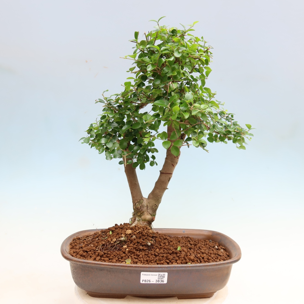 Zimmerbonsai -Ligustrum retusa - Kleinblättriger Vogelschnabel